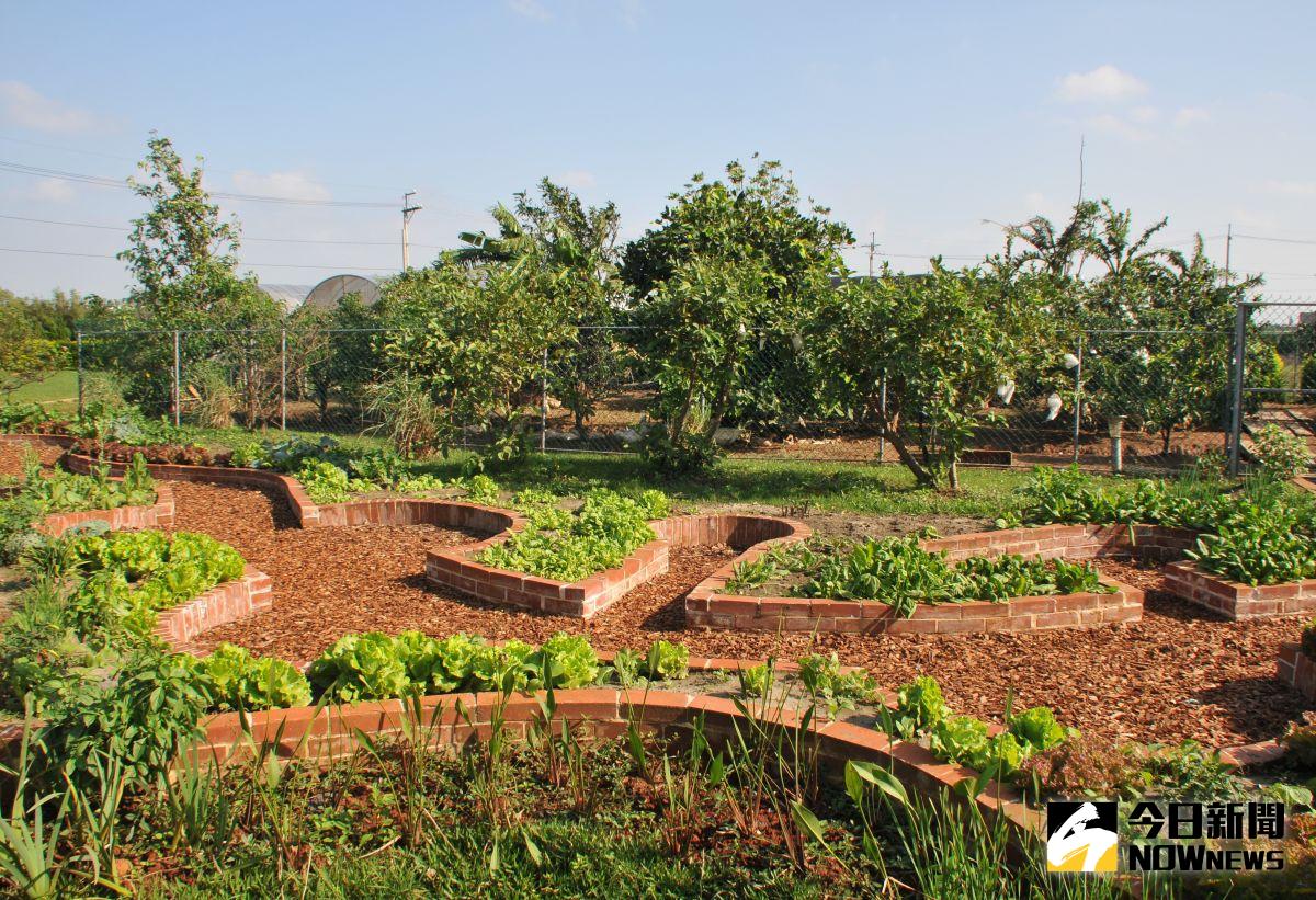 ▲大園溪海里實踐綠能農業，環保菜園啟蒙兒童。(圖片來源：桃園市政府)