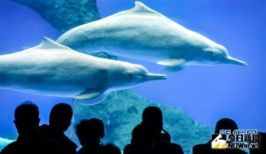 1月15日，遊客在珠海長隆海洋王國觀賞中華白海豚。