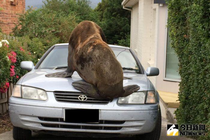 ▲200公斤海豹爬上車，導致擋風玻璃被壓壞。（圖／翻攝自abc.net.au）