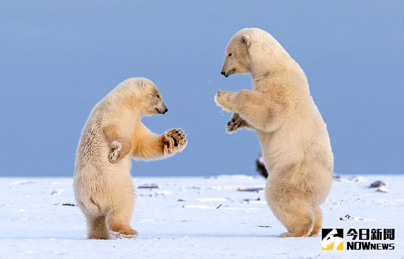 萌翻！阿拉斯加兩隻北極熊跳華爾茲。