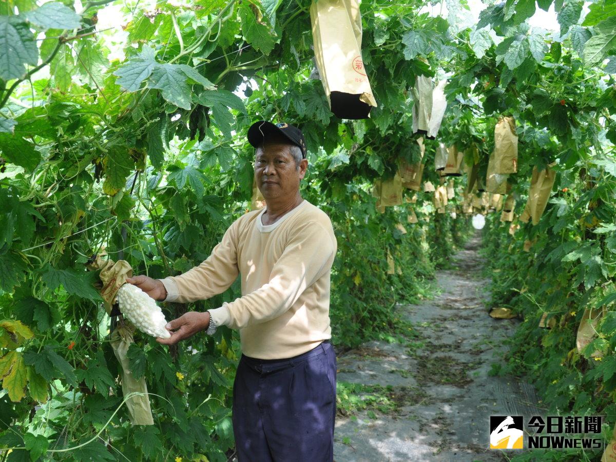 價昂的苦瓜受到宵小的覬覦，農民為護瓜，還得展間夜間巡田。