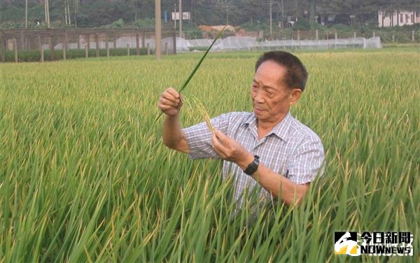 袁隆平院士領銜的超級雜交稻攻關取得突破。