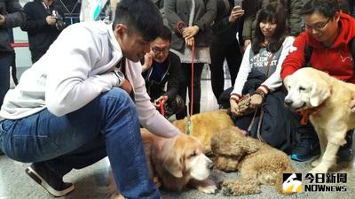 旅美棒球好手陳偉殷過往搭機返美前，還擔任護犬大使，協助5隻黃金獵犬到美國的領養家庭。（圖／NOWnews資料照）