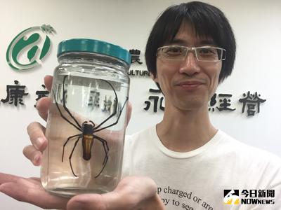 位在南投的農委會特有生物研究保育中心，1月20日到11月30日舉辦「知蛛常樂：臺灣蜘蛛特展」。特生中心舉例，較大型的人面蜘蛛可捕食蝙蝠、麻雀、蜥蝪。中央社記者楊淑閔攝　106年1月12日