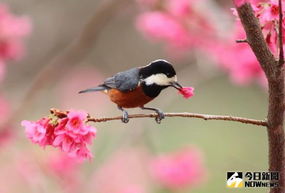 ▲八仙山國家森林遊樂區內，常可見赤腹山雀等鳥類的倩影。〈圖／東勢林區管理處提供〉