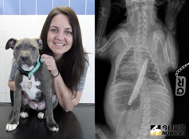 ▲佩斯利先前帶著愛犬瑪西就醫，發現牠竟然將刀吞下肚。（圖／翻攝自dailymail）