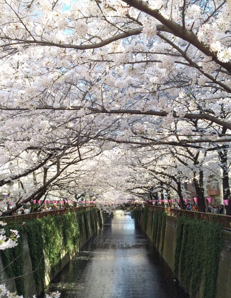 ▲到日本賞櫻，Expedia與酷航獨家推出機加酒$4,249元起。（圖／Expedia）