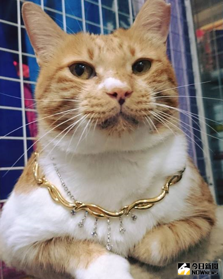 ▲黃金寶相當喜歡亮晶晶的飼品，項圈若是太單調還會不想戴。（圖／臺北市流浪貓保護協會提供）