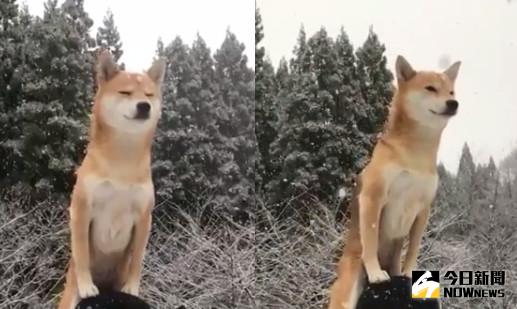 ▲柴犬站高處賞雪　網友：可以拍冬季戀狗了。（圖／翻攝自IG）