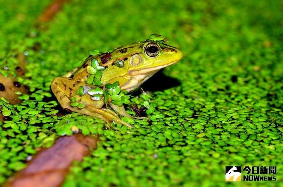 ▲賞蛙趣！好漂亮的金線蛙。