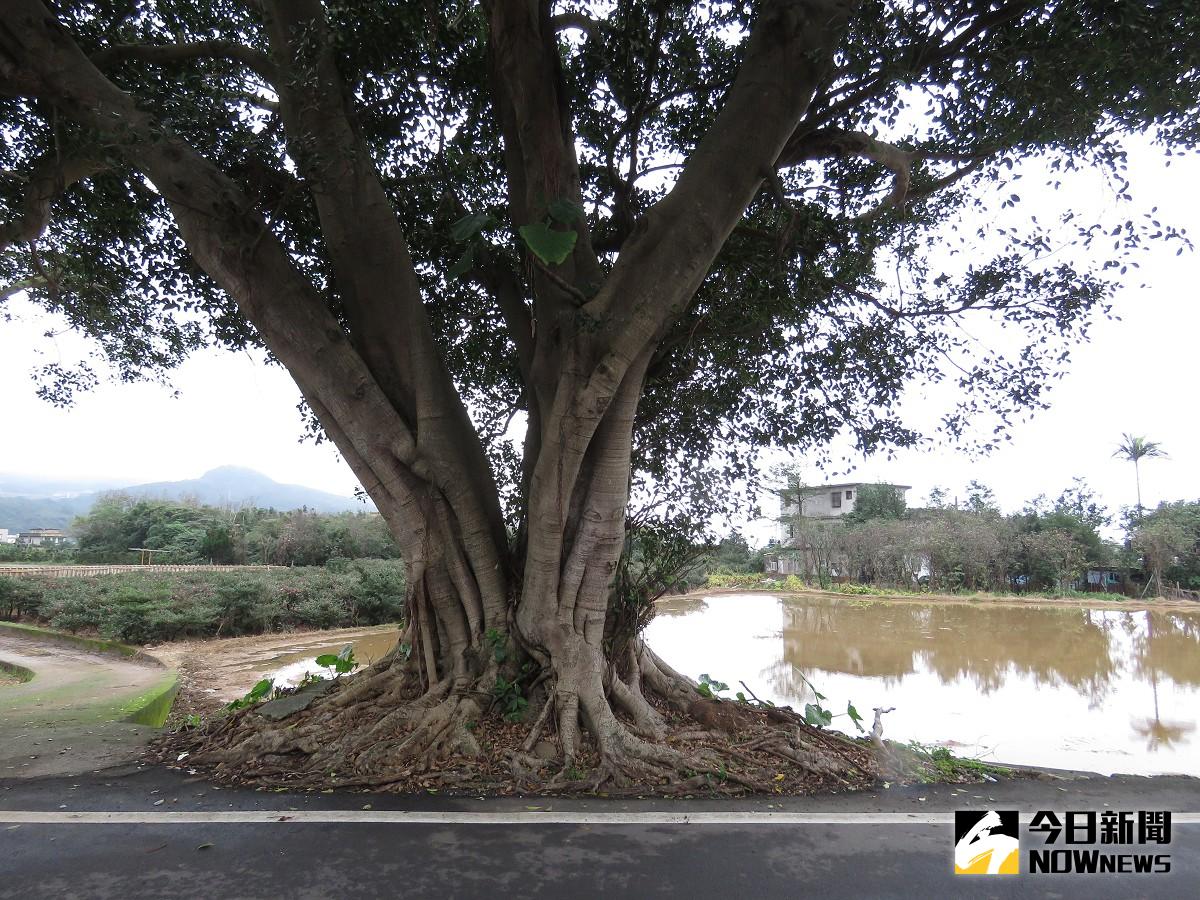 ▲百年老榕樹加上旁邊水田倒影美景，媲美臺東金城武樹，已成為目前金山最新熱門私房景點。（圖／記者黃村杉攝）。