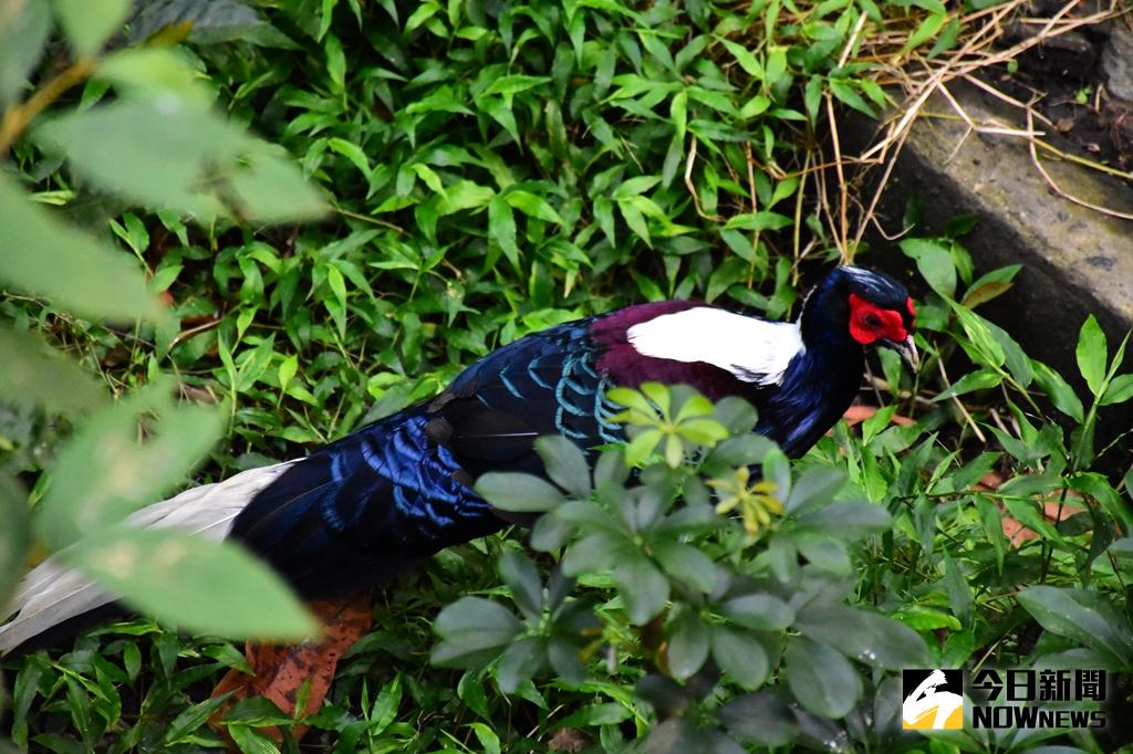 ▲藍腹鷴是台灣特有種的雉科動物。（圖／台北市立動物園提供）