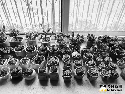 多肉植物市場暴利時代終結。