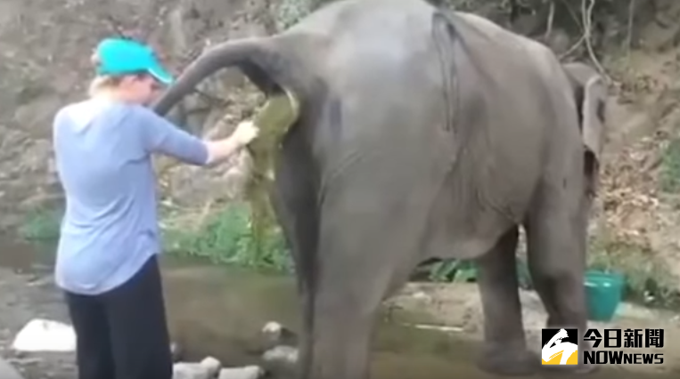 ▲艾蜜莉用手拉出大象糞便，甚至還將手伸進大象肛門檢查。（圖／翻攝自YouTube）