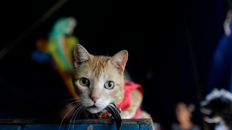 ▲古巴哈瓦那和世界上多數城市一樣，也有許多街貓，牠們每天都生活在挑戰中。（圖／達志影像／美聯社）