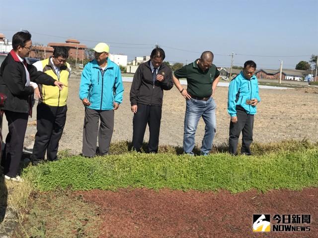 大甲農會在幸福里水稻栽培示範區田埂上種植蠅翼草等，成長長一條  綠龍，有去除雜草、水質及蟲害功態，改善農民生活品質及環境。  記者陳榮昌／攝