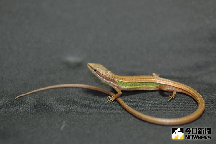 ▲草蜥原本的尾巴長度超過體長的兩倍，受到攻擊斷尾之後，傷口會迅速癒合，形成一個迅速生長的肉芽，最後長出一條比原本略短，而且顏色和材質都有明顯差異的再生。（圖／台師大提供）