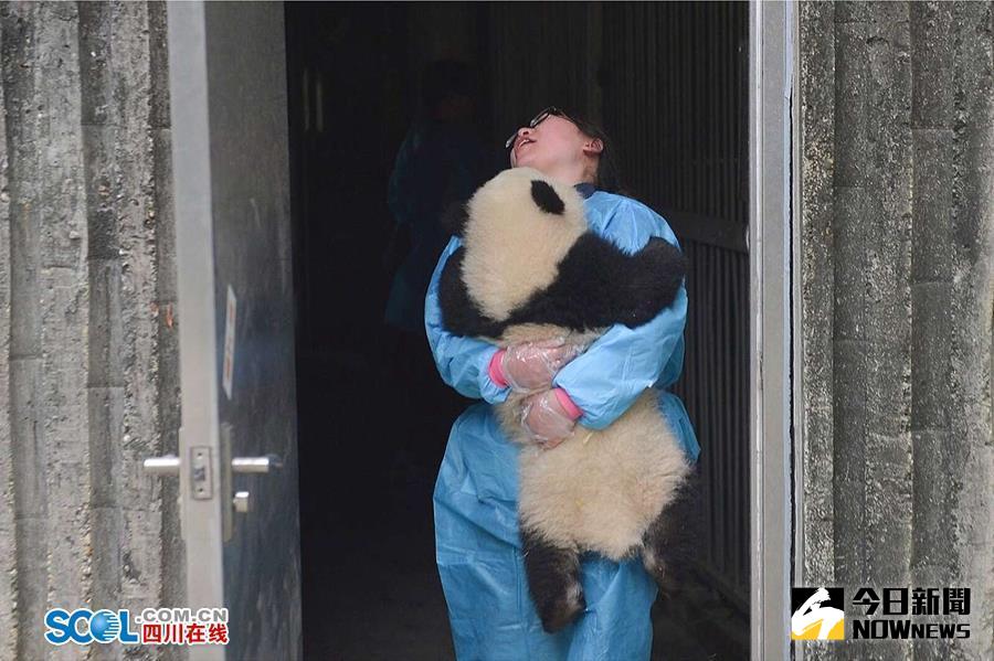 熊貓保母，這項讓不少外人羨慕的工作背後，有著許多不為人知的故事。