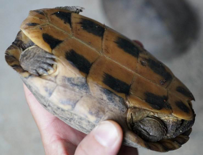 紀錄片「看見台灣」導演齊柏林遭人檢舉，疑違法飼養保育類烏龜，警方與北市動保處到齊柏林住處，果真發現11隻食蛇龜、2隻材棺龜，皆屬保育物種，由於齊柏林人在國外，動保處將擇期約齊柏林說明狀況。（警方提供）中央社記者朱則瑋傳真　105年11月3日