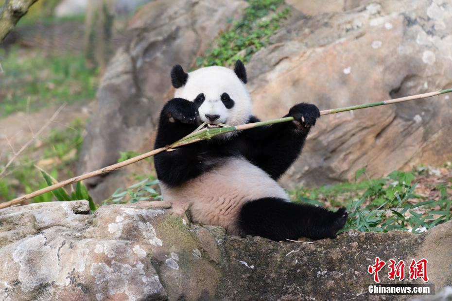 旅美大熊貓『寶寶』。