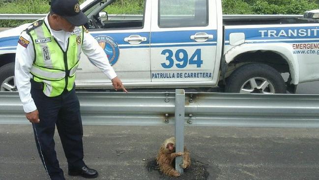 ▲樹懶受困高速公路，緊抱護欄求救。（圖／翻攝自news.com.au）