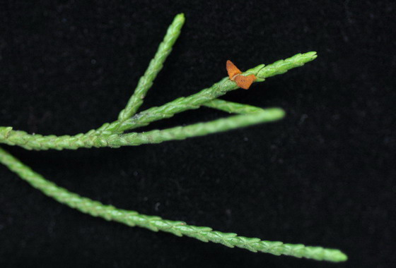 ▲梨產區附近從未施藥處理的龍柏上，已出現梨赤星病冬孢子。〈圖／臺中區農業改良場提供〉