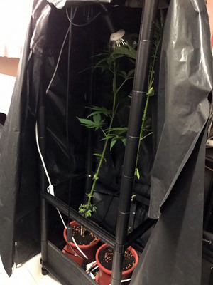 劉姓男子染上吸食大麻菸惡習，獲友人贈送數顆大麻種子，竟瞞著家人在住處房間內以衣櫥偽裝種植大麻，高雄市警方循線查緝，起獲大麻活株2株等。（警方提供）中央社記者陳朝福傳真 106年2月10日