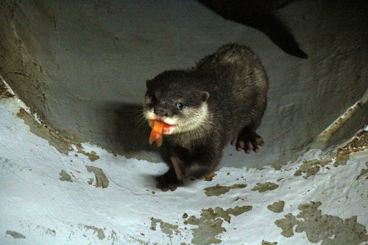 ▲小爪水獺寶寶學習吃魚。（圖／北市動物園提供）