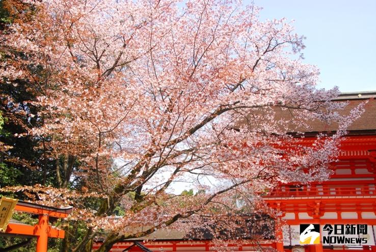 ▲下鴨神社名列世界遺產之一，4月上旬賞櫻時節可見桃紅色的櫻花與朱色的樓門相互輝映，形成美麗的對比。（圖／王子大飯店）