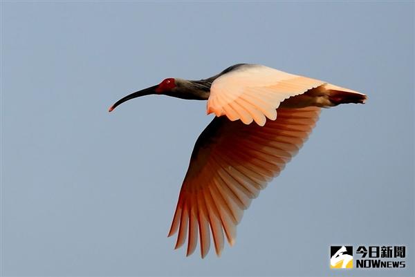 「東方寶石」朱鹮。