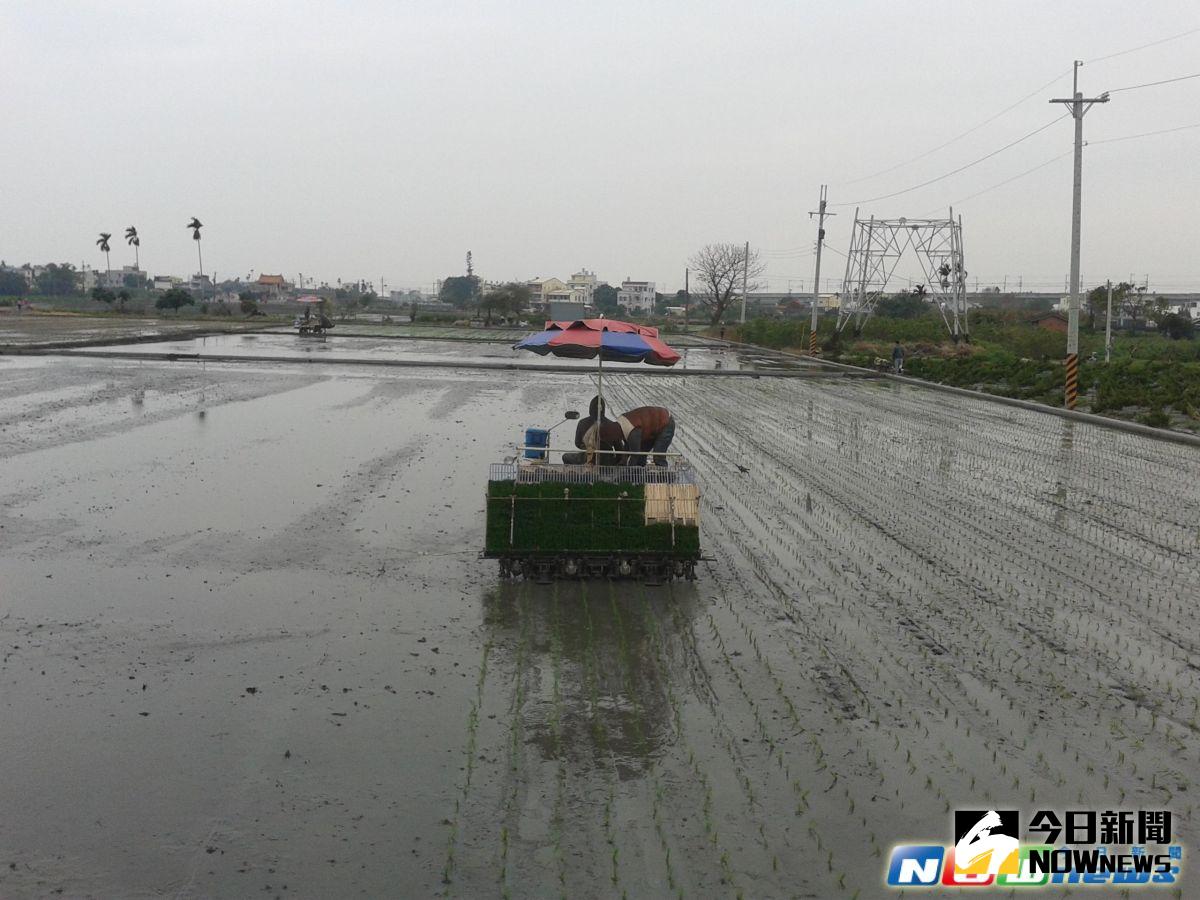 ▲。一期稻作展開春耕，農民忙著整地等著引水灌溉來春耕，彰化農田水利會呼籲農民依照輪灌時程，並不需要搶水就可以順利插秧。（記者陳雅芳攝.2017.2.4）