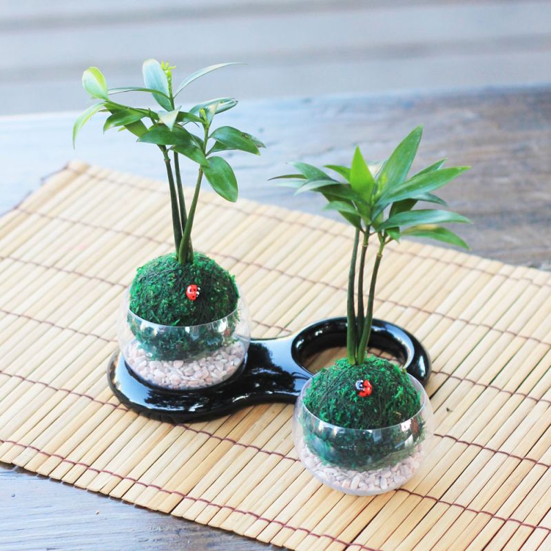 ▲根據momo購物網觀察，每逢年後開工療癒系商品都會熱銷，即日起推出數百款療癒植栽商品下殺4折起，預期銷量可以有3到4成的成長。（圖／momo提供）