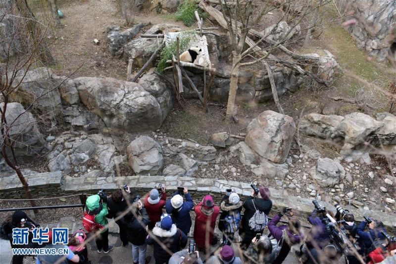 2月16日，遊客在美國華盛頓國家動物園觀看大熊貓『寶寶』。