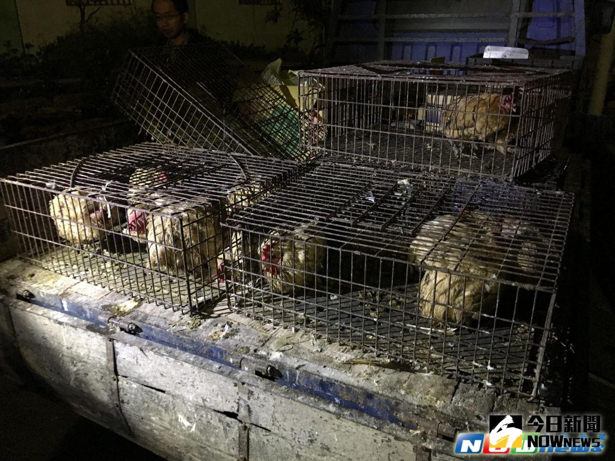 ▲農委會宣布至24日，除室內飼養且直送屠宰場的白肉雞，全國其餘家禽禁宰禁運7天，彰化縣動物防疫所獲報，19日晚間於鹿港彰濱工業區秀傳醫院附近攔查一運雞車，違規運送紅羽土雞案件。（圖／記者陳雅芳翻攝，2017.2.20）