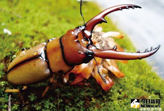 ▲遊客到大雪山、八仙山國家森林遊樂區打卡按讚，就可獲送精美的自然生態明信片。（圖／東勢林區管理處提供）