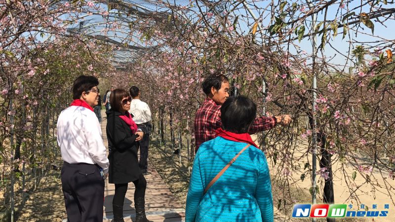▲賞櫻花不必遠渡重洋到日本，芬園鄉花卉休憩園區櫻花隧道的櫻花盛開，漫步在兩側枝垂櫻中，讓人心曠神怡，粉色系花海相當美麗，吸引遊客拍照攬勝。（圖／記者陳雅芳攝，2017.2.14）