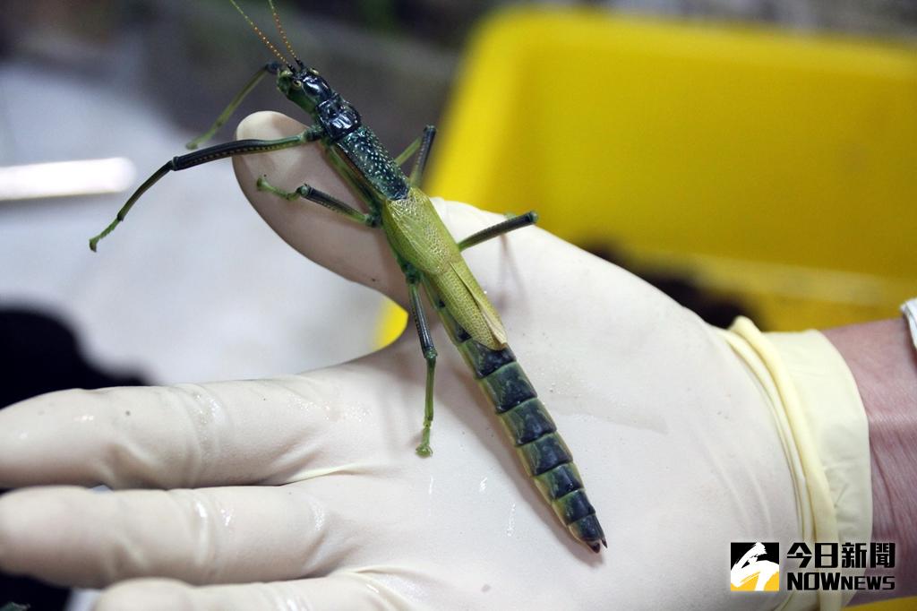 ▲津田氏大頭竹節蟲。（圖／北市動物園提供）