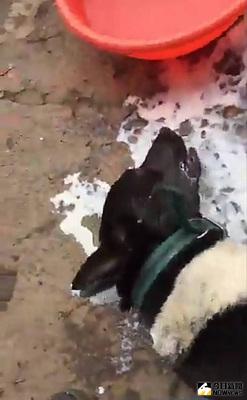 宜蘭又傳毒狗事件，冬山鄉一處工廠員工所飼養的7隻狗，7日外出散步時疑似被人狠心下毒，其中3隻狗不幸被毒死，2隻還在急救中。縣府相關單位已展開調查。（翻攝陳建龍臉書影片）中央社記者沈如峰宜蘭縣傳真  106年2月7日