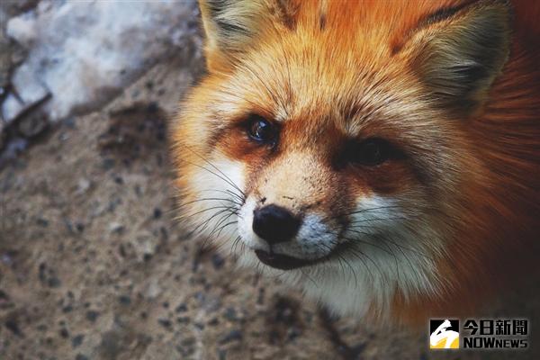 超可愛的狐狸，萌萌噠。