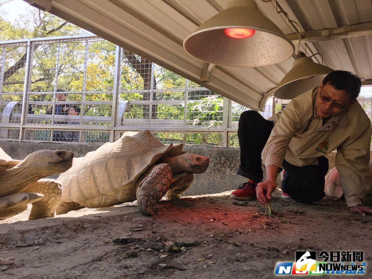 ▲工作人員用食物引導象龜進入裝置有保溫燈的區域，象龜也似乎感受到氣溫變冷，聚集在保溫燈下取暖。（圖／記者宋德威攝，2017.2.12）