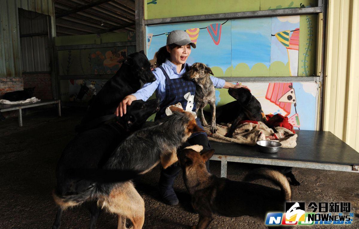 ▲陳愛媽在7年前打造「幸福狗流浪中途」，並表示她做中途最重要的目的和使命，就是幫浪浪找到幸福的家。（圖／記者林調遜攝）