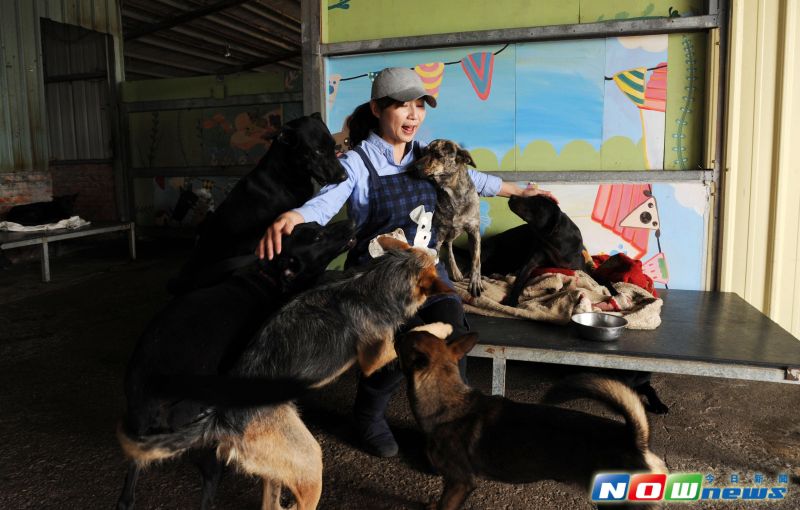 ▲陳愛媽在7年前打造「幸福狗流浪中途」，並表示她做中途最重要的目的和使命，就是幫浪浪找到幸福的家。（圖／記者林調遜攝）