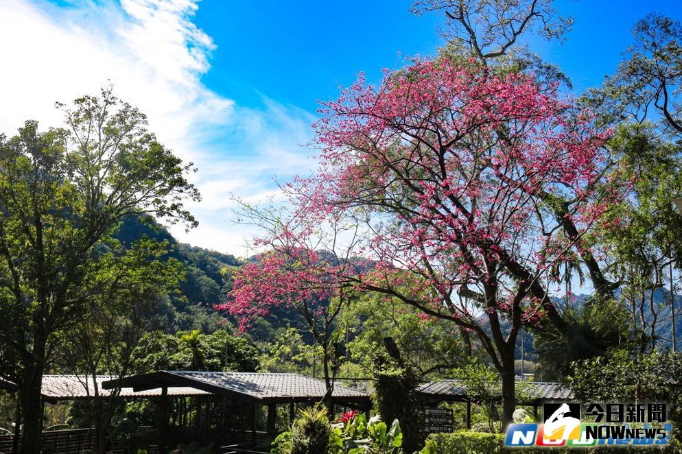 ▲喜愛賞櫻花的民眾，不必遠赴日本、不須忍受舟車之苦，新北市三峽區的大板根森林溫泉渡假村就有櫻花可欣賞了！（圖／大板根森林溫泉渡假村提供）
