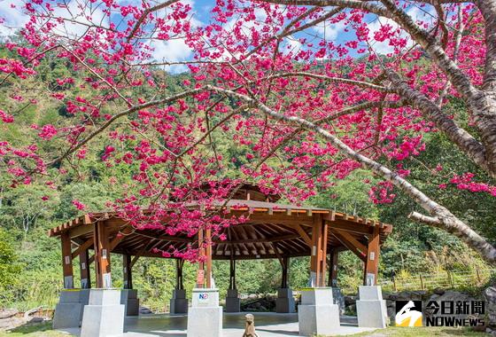 ▲中部地區賞櫻勝地，八仙山國家森林遊樂區櫻花綻放，美不勝收。〈圖／范姜俊承攝、東勢林管處提供〉