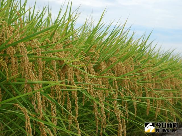 ▲農試所研發成功稻米新品種。（圖／林重鎣攝）