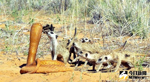 一群貓鼬發現英國廣播公司（BBC）的節目，放置的「眼鏡蛇」攝影鏡頭。