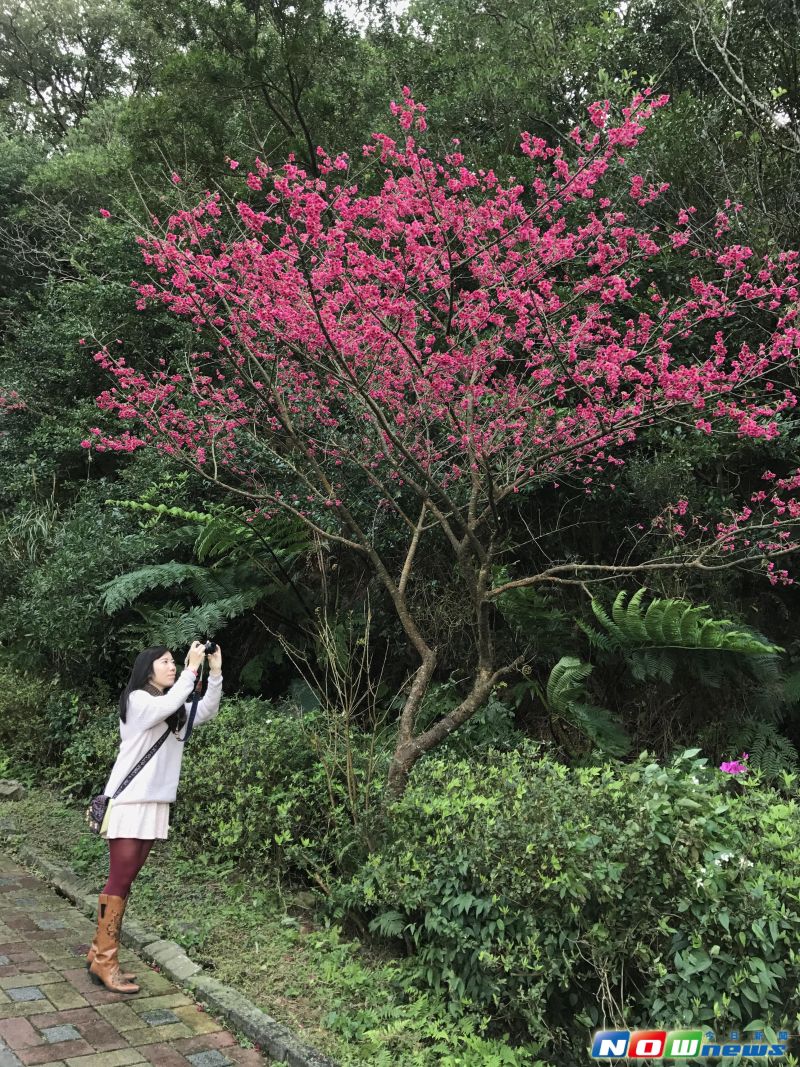 ▲三芝區青山路的櫻花樹花道特長，帶給民眾滿滿的櫻花「大平台」！（圖／新北市政府農業局提供）