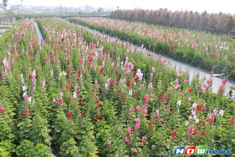 ▲2017田中蜀葵花海藝術節爭妍登場，高聳的蜀葵花花朵燦爛、色彩繽紛，兩萬多株蜀葵花形成迷宮，讓遊客可徜徉花花世界。（圖／記者陳雅芳攝，2017、2、28）