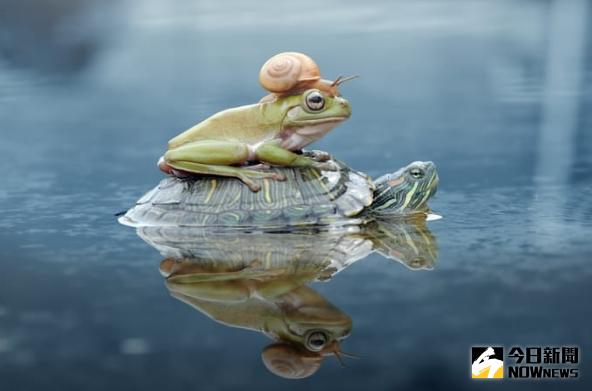 畫面中，蝸牛爬在青蛙身上，青蛙緊緊貼著龜殼，三小隻「疊羅漢」的畫面暖人心田。