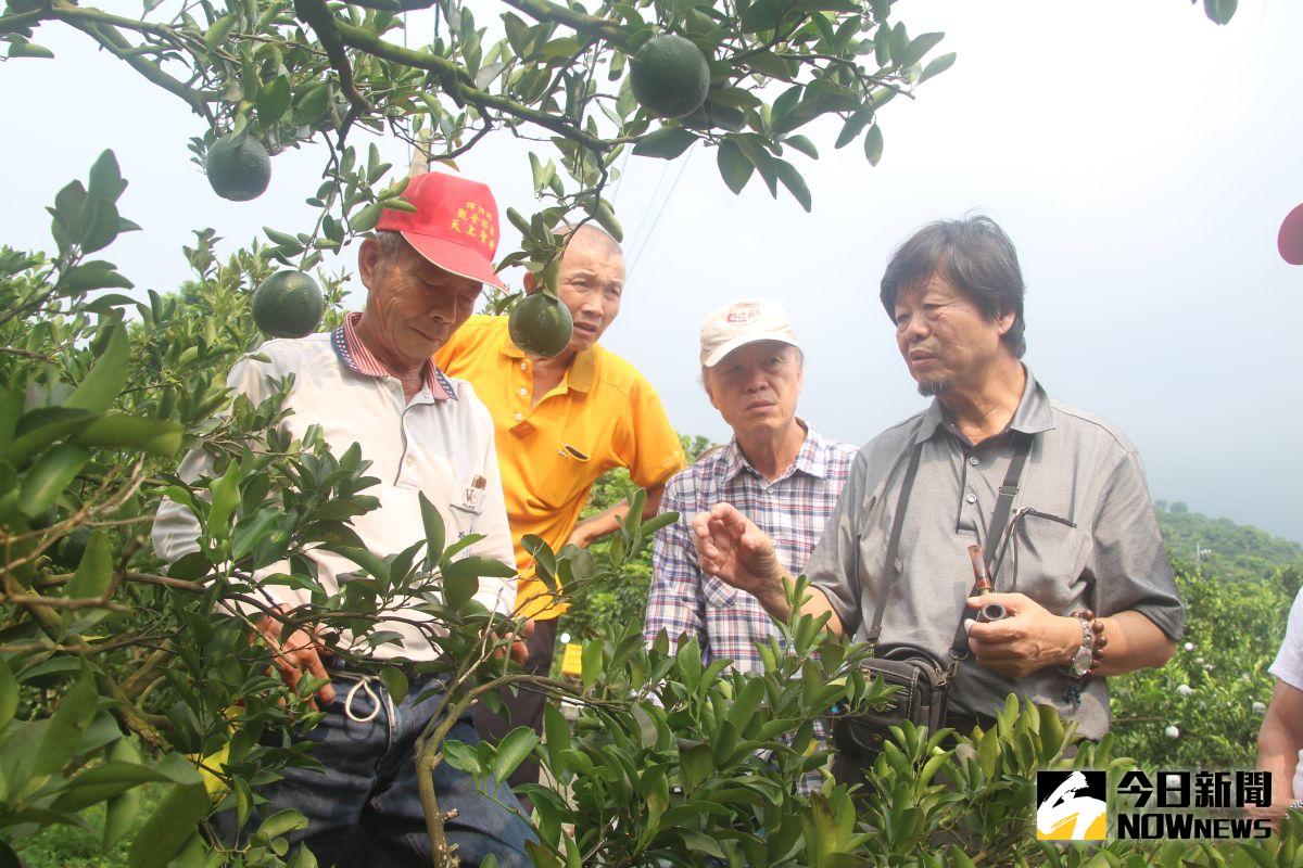 ▲中興大學教授蔡東纂傾心推廣柑橘栽培與技術改良，造福果農。（圖／金武鳳攝）